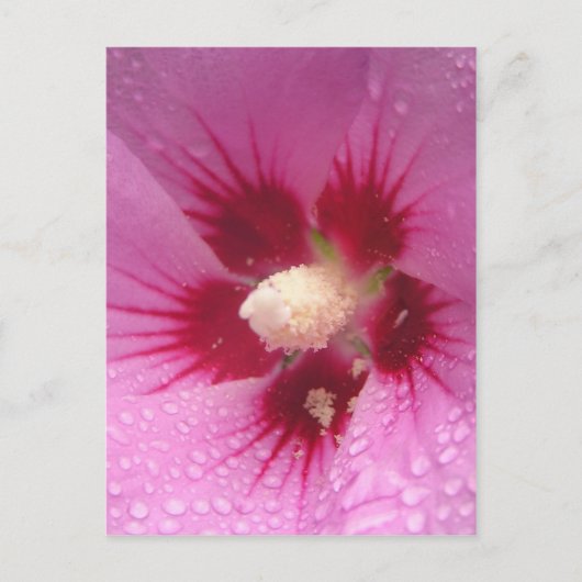 Carte Postale Fleurs roses (Devant)