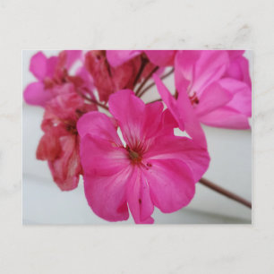 Carte Postale Fleurs roses