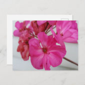 Carte Postale Fleurs roses (Devant / Derrière)