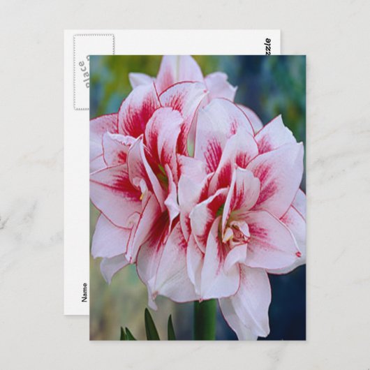 Carte postale Fleurs Roses (Devant / Derrière)