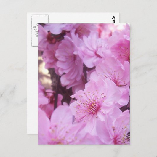 Carte Postale Fleurs roses (Devant / Derrière)