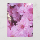Carte Postale Fleurs roses (Devant)