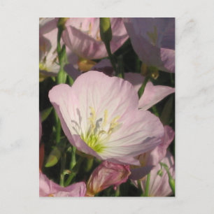Carte postale Fleurs roses