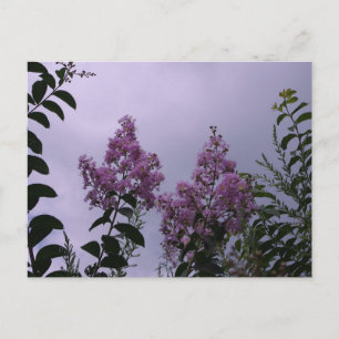 Carte Postale Fleurs roses