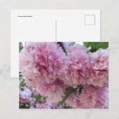 Carte Postale Fleurs roses (Devant / Derrière)