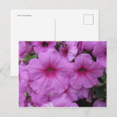 Carte Postale Fleurs roses (Devant / Derrière)