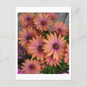 CARTE POSTALE Fleurs roses