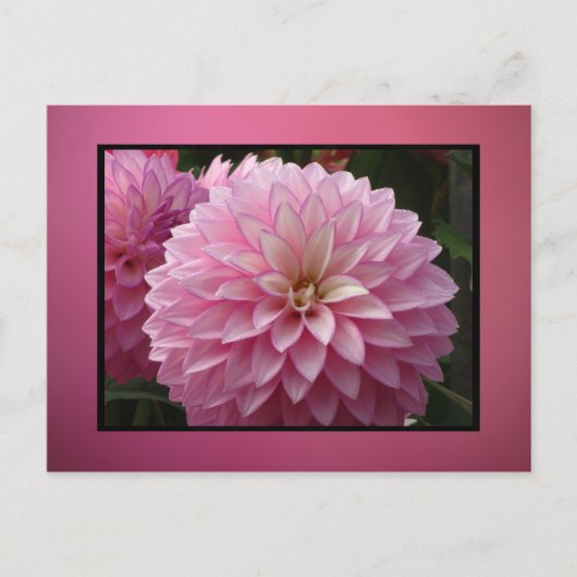 Carte Postale Fleurs roses (Devant)