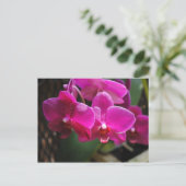 Carte Postale Fleurs roses (Debout devant)