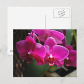 Carte Postale Fleurs roses (Devant / Derrière)