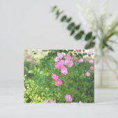 Carte Postale fleurs roses (Debout devant)