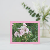 Carte postale Fleurs Roses (Debout devant)