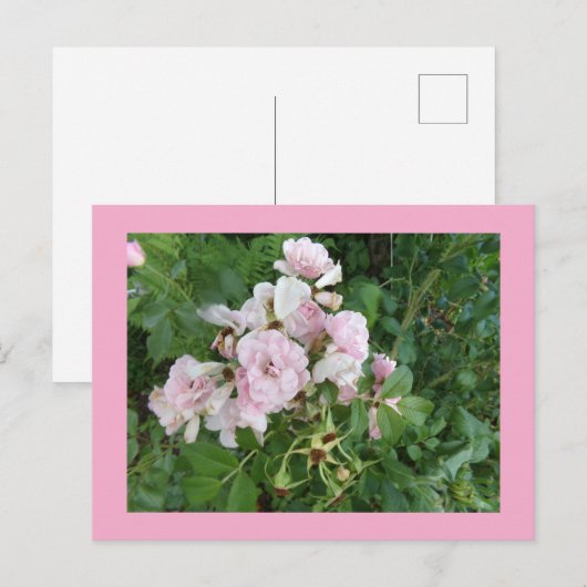 Carte postale Fleurs Roses (Devant / Derrière)