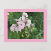 Carte postale Fleurs Roses (Devant)