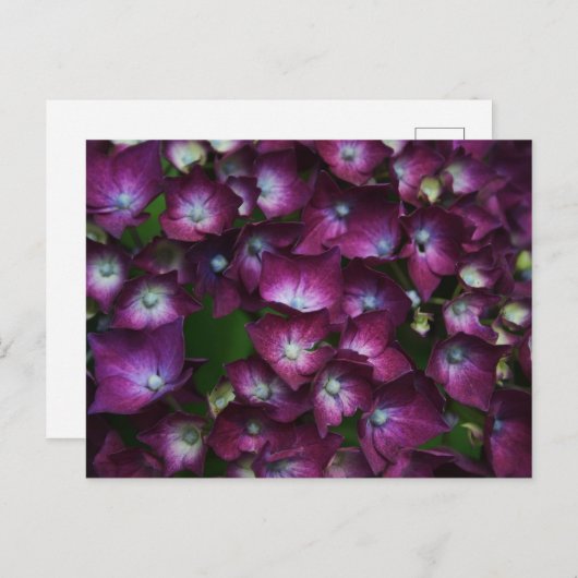 Carte Postale Fleurs roses (Devant / Derrière)
