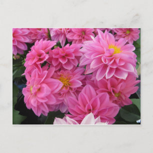 Carte Postale Fleurs roses