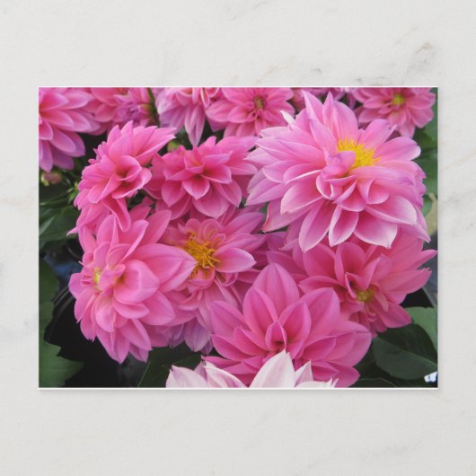Carte Postale Fleurs roses (Devant)