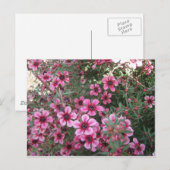 Carte Postale Fleurs roses (Devant / Derrière)