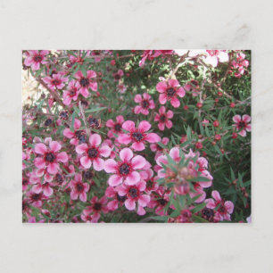 Carte Postale Fleurs roses