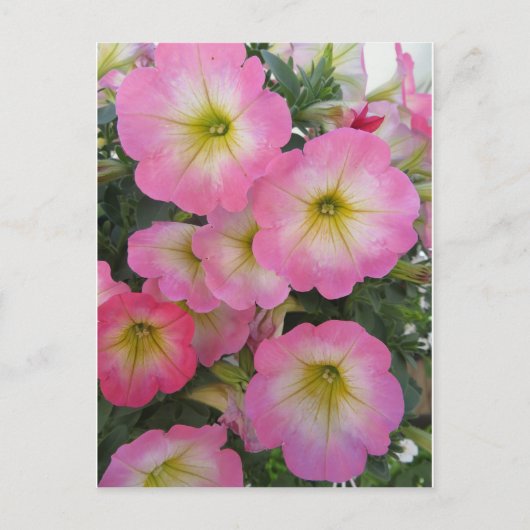 Carte Postale Fleurs roses (Devant)