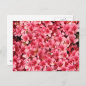 Carte Postale Fleurs roses brillantes (Devant / Derrière)