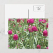 Carte Postale Fleurs roses chaudes (Devant / Derrière)