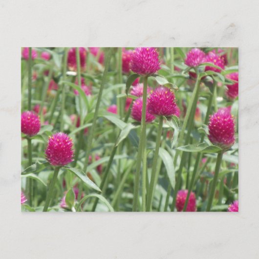 Carte Postale Fleurs roses chaudes (Devant)