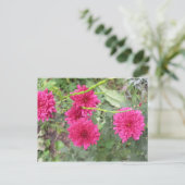 Carte Postale fleurs roses chaudes (Debout devant)