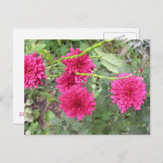 Carte Postale fleurs roses chaudes (Devant / Derrière)