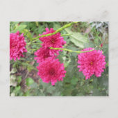 Carte Postale fleurs roses chaudes (Devant)