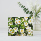 Carte Postale Fleurs Roses Cherokee rares (Debout devant)