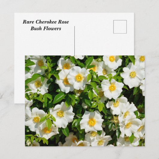 Carte Postale Fleurs Roses Cherokee rares (Devant / Derrière)