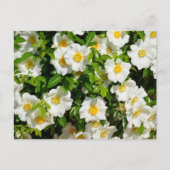 Carte Postale Fleurs Roses Cherokee rares (Devant)