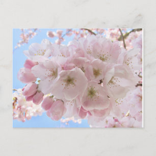 Carte Postale Fleurs roses Ciel Bleu.