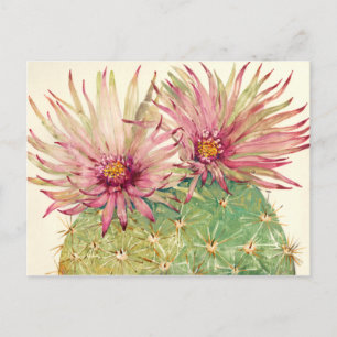 Carte Postale Fleurs roses de cactus