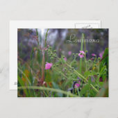 Carte Postale Fleurs roses de Louisiane (Devant / Derrière)