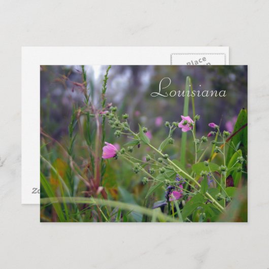 Carte Postale Fleurs roses de Louisiane (Devant / Derrière)