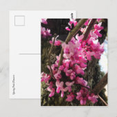 Carte Postale Fleurs roses de printemps (Devant / Derrière)