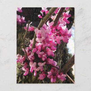 Carte Postale Fleurs roses de printemps