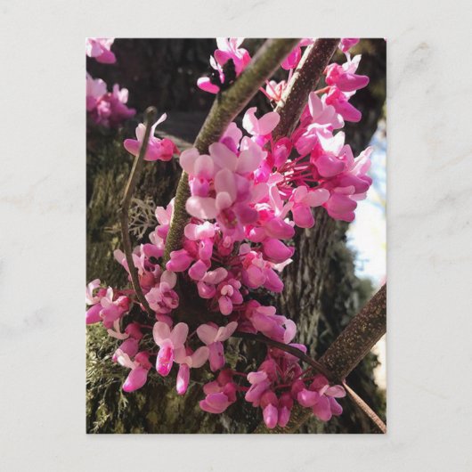 Carte Postale Fleurs roses de printemps (Devant)