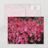 Carte Postale Fleurs roses de tabac (Nicotiana Alata) (Devant / Derrière)
