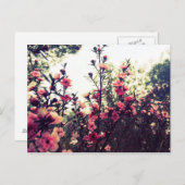 Carte Postale Fleurs roses délicates (Devant / Derrière)