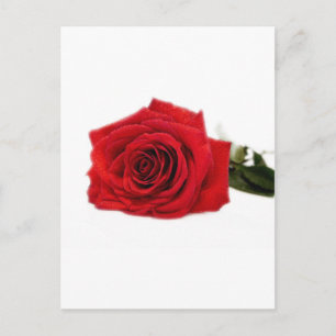 Carte Postale Fleurs roses Destiny Peace Love
