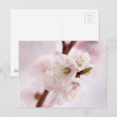 Carte Postale Fleurs roses du printemps (Devant / Derrière)