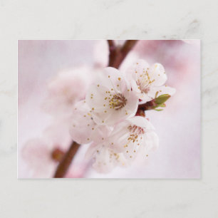 Carte Postale Fleurs roses du printemps