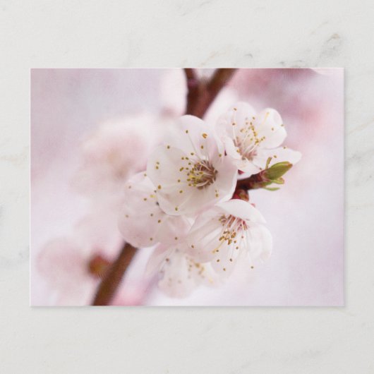 Carte Postale Fleurs roses du printemps (Devant)