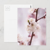 Carte Postale Fleurs roses du printemps (Devant / Derrière)