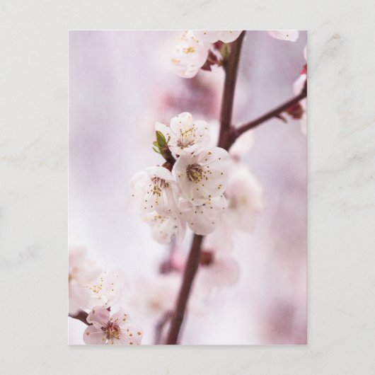 Carte Postale Fleurs roses du printemps (Devant)