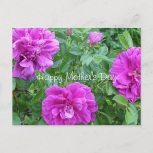 Carte Postale Fleurs roses et roses pour la fête des mères