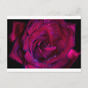 Carte Postale fleurs roses fleur gouttelettes d'eau rouge date d